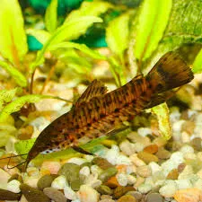 hoplosternum thoracatum brown 4.5-5cm