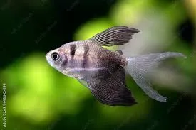 gymnocorymbus ternetzi longfin (black tetra) 3cm