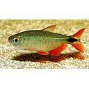 hemigrammus caudovittatus 3cm