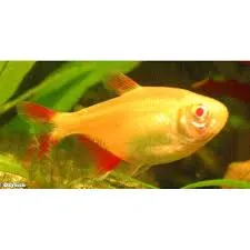 hemigrammus caudovittatus gold 3cm