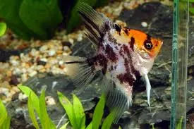 pterophyllum scalaregold head 3.5cm (body)