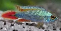 apistogramma agassizi alenquer blue neon 3cm