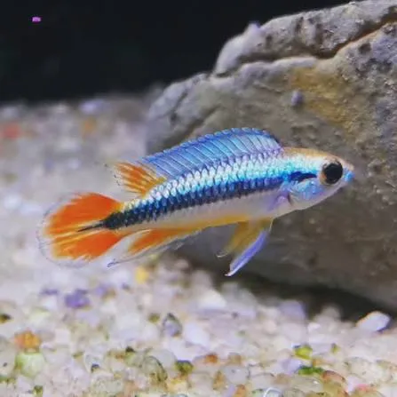 apistogramma agassizi alenquer blue neon 3cm
