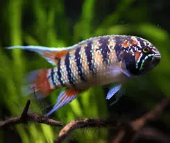 ivanacara adoketa 3-3.5cm
