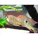 geophagus tapajos orange head 3.5-4cm