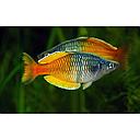 melanotaenia boesemani fire red 4-4.5cm