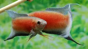 macropodus opercularis - paradise fish red velvet 4-4.5cm