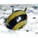 snail blue 2cm