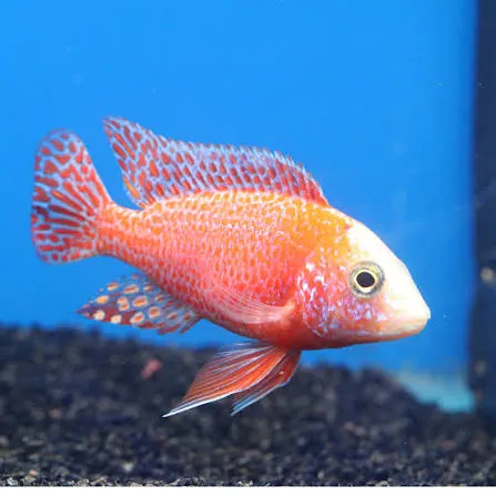 aulonocara strawberry fire fish 3-3.5cm