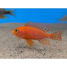 aulonocara strawberry fire fish 3-3.5cm
