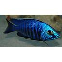 copadichromis azureus 4-5cm