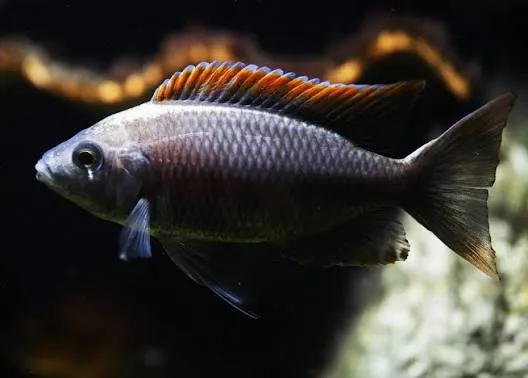 copadichromis virginalis firecrest 4-5cm