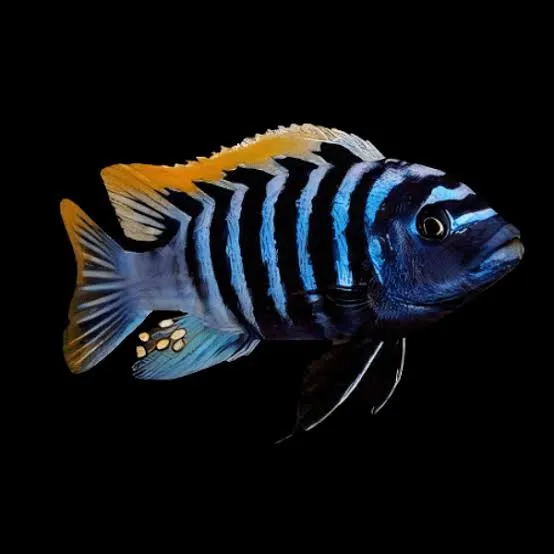 cynotilapia afra 4-5cm
