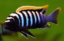 cynotilapia afra 4-5cm