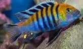 cynotilapia afra 410-12cm