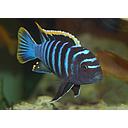 cynotilapia afra 410-12cm