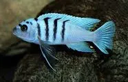 cynotilapia afra hara gallireya reef 4-5cm