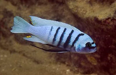 cynotilapia afra hara gallireya reef 5-6cm