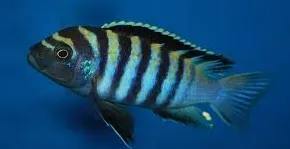 cynotilapia afra minos reef 4-5cm