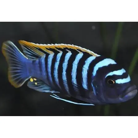 cynotilapia afra red dorsal 4.5-5cm