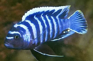 cynotilapia afra white top 10-12cm