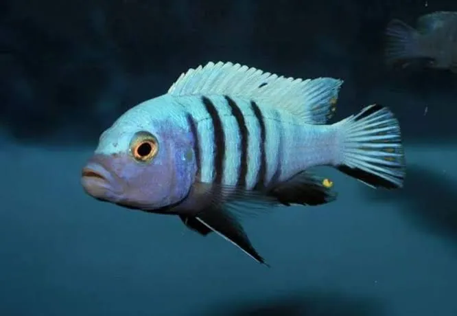 cynotilapia pulpican 10-12cm