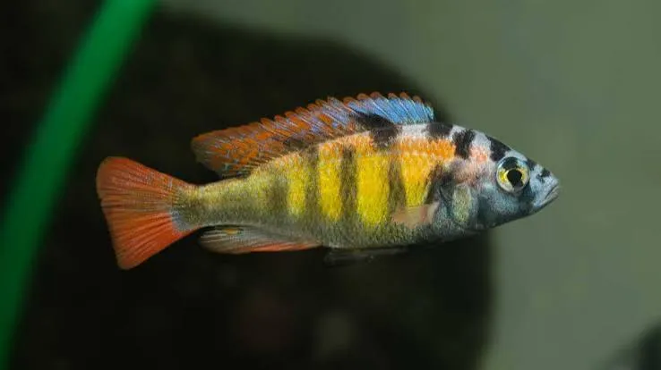 haplochromis migori CH44 3-3.5cm