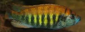 haplochromis migori CH44 3-3.5cm