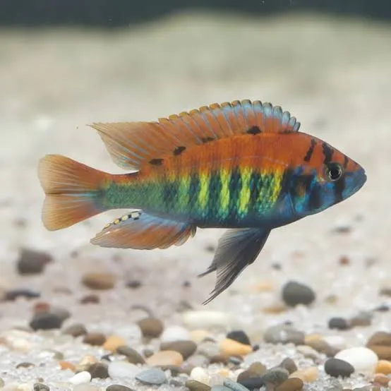 haplochromis migori CH44 3-3.5cm