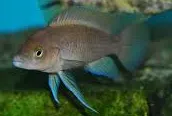 neolamprologus leleupi kavala black 4-5cm
