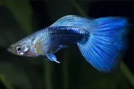 poecilia reticulata - guppy female neon golden blue 3cm