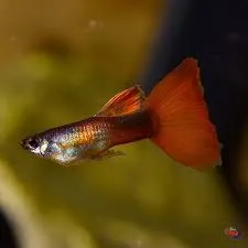 poecilia reticulata - guppy male turquise red 3cm