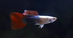 poecilia reticulata - guppy male red tuxedo platinum 3cm