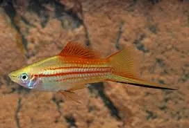 xyphophorus helleri pineapple 4-4.5cm