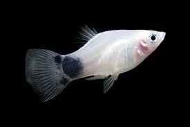 xyphophorus maculatus - platy mickey moese white 2.5-3cm