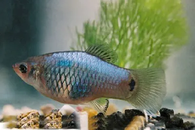 xyphophorus maculatus - platy blue  2.5-3cm