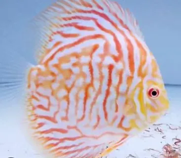 symphysodon aequifasciatus - discus texel white tiger 8-10cm