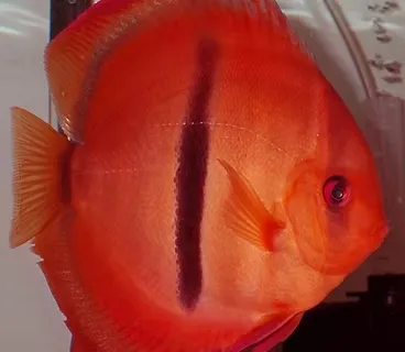 symphysodon aequifasciatus - discus texel ica red heckel 8-10cm