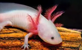 ambystoma mexicanum leucistic (axolot) 7-9cm