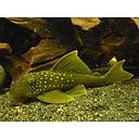 L200 hemiancistrus subviridis - green pleco 5-6cm