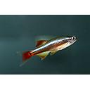 tanichtys micagemmae - vietnamese danio 2.5cm