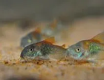 corydoras venezuela 3cm