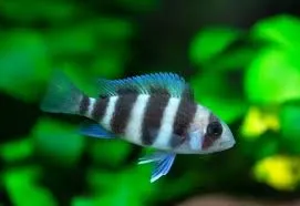 cyphotilapia frontosa 17-20cm