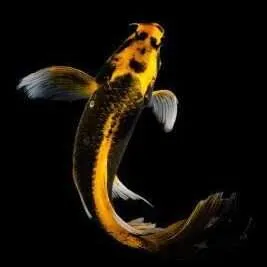 cyprinus carpio - koi kabuto butterfly 9-12cm
