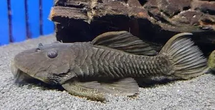 parancistrus aurantiacus - chubby pleco l056 6-8cm