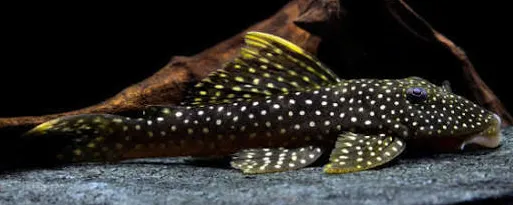 pseudancistrus asurini l067 6-8cm