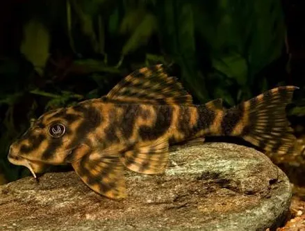 peckoltia vittata