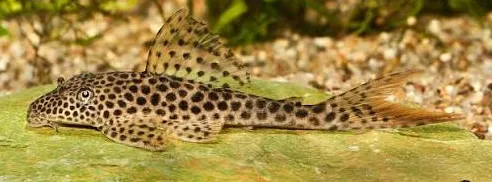 squaliforma emarginata l011 10-12