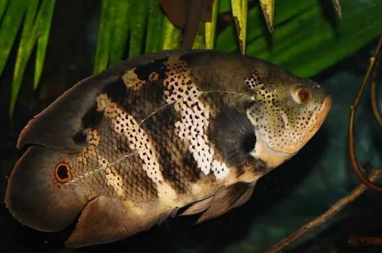 astronotus crassipinnis 4-6cm