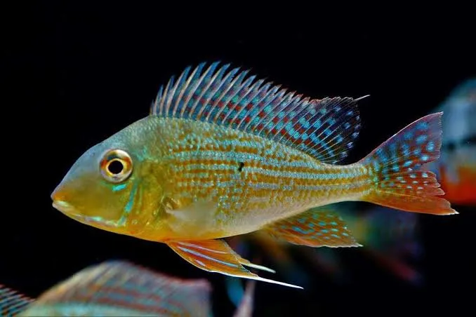 geophagus altifrons 6-8cm